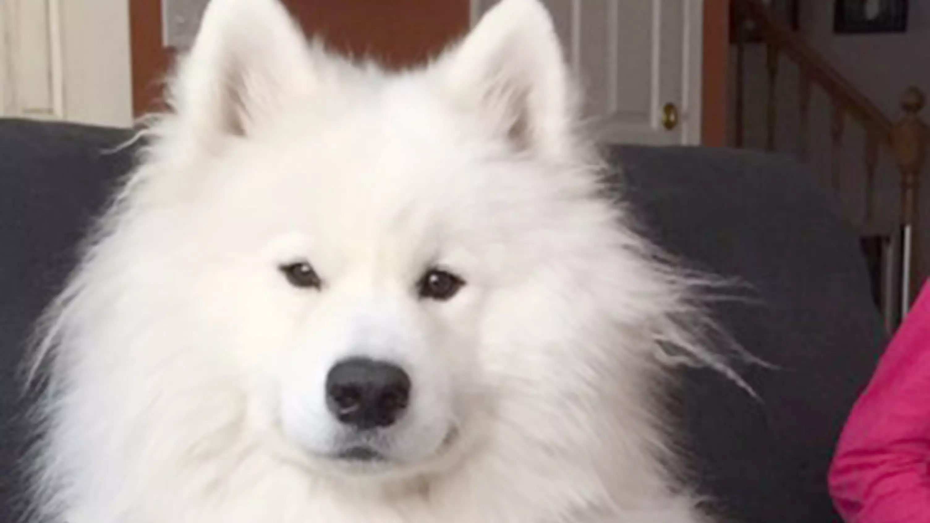 Dog Owner Shocked After Groomer Accidentally Shaves Off Her Dog's Fluffy Coat