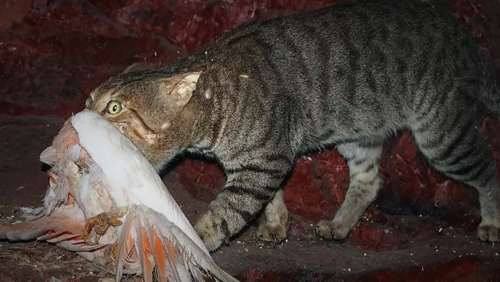 Australia To Drop Poisoned Sausages From Aeroplanes In Plan To Kill Millions Of Feral Cats