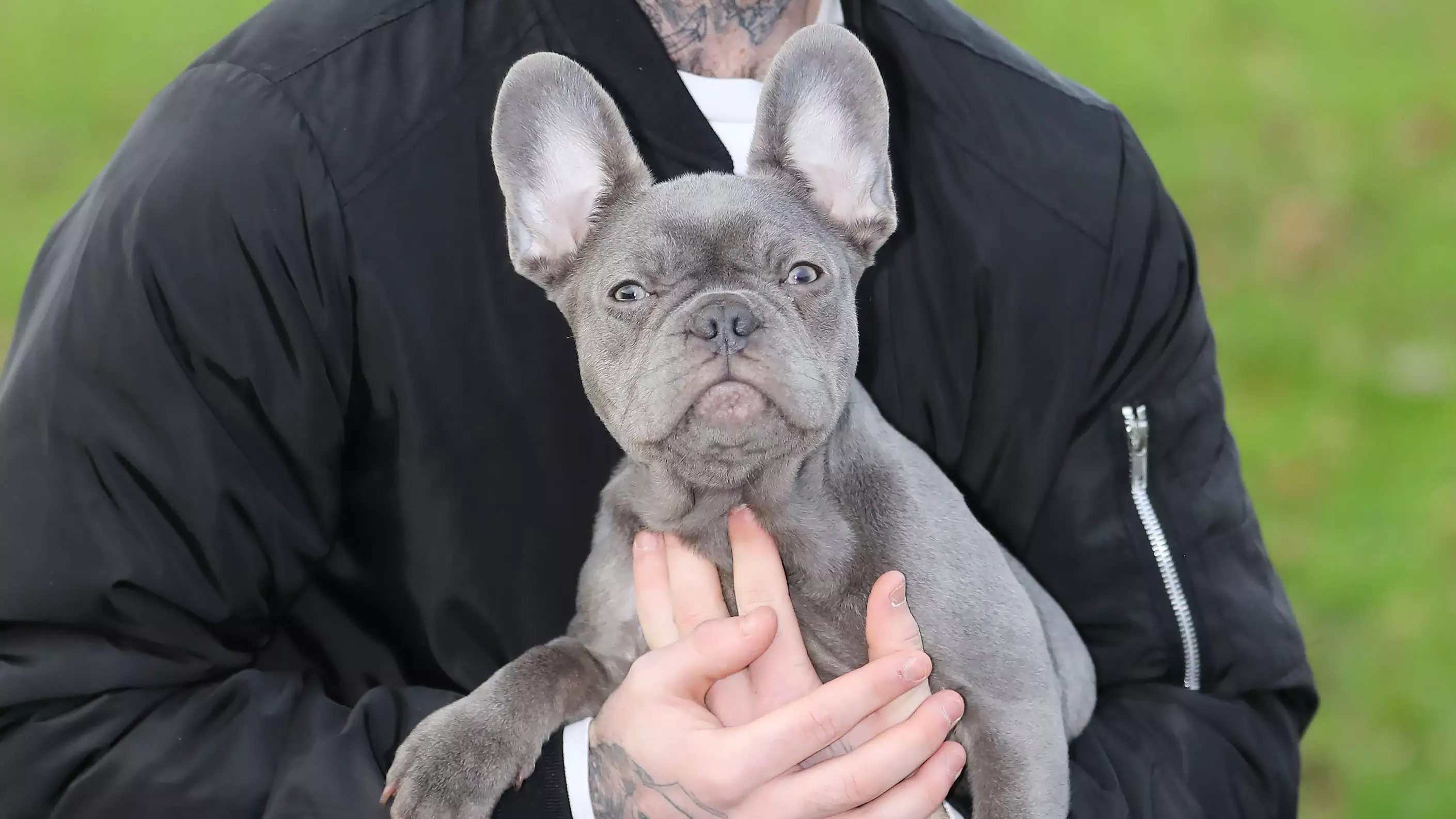 20-Year-Old Man Stabbed By Thief Trying To Steal His French Bulldog