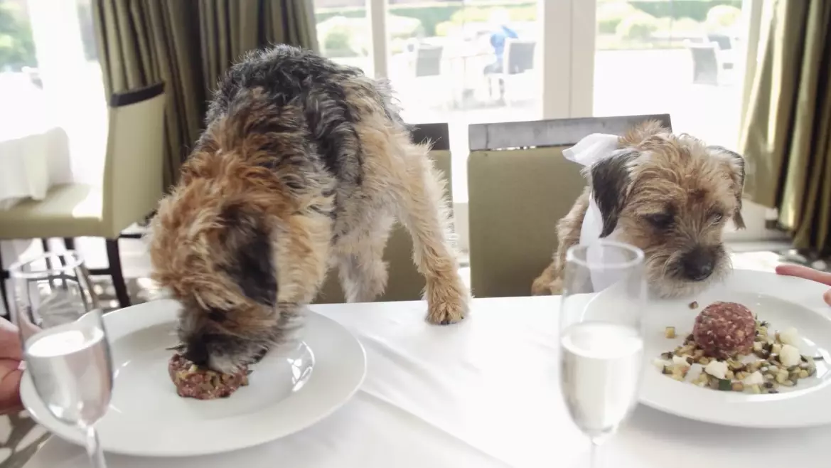 You Can Now Take Your Pooch To A Luxury Dog Hotel