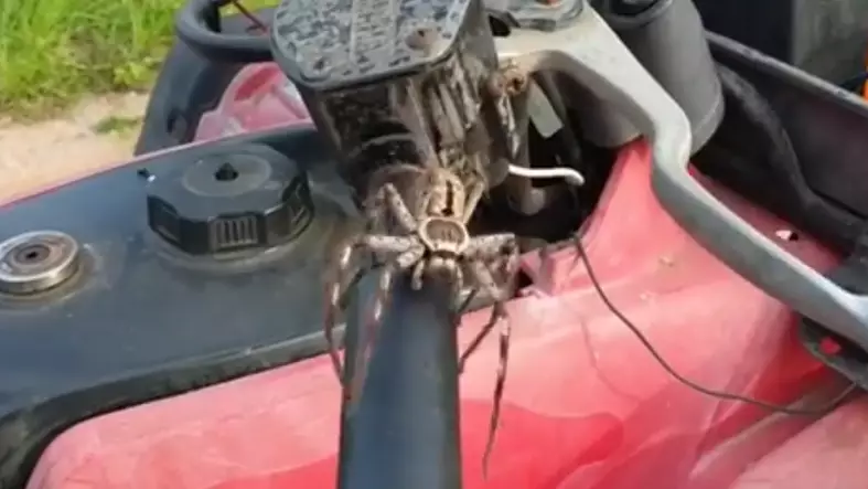 Massive Huntsman Spider Crawls Onto Quad Bike And Leaps At Man