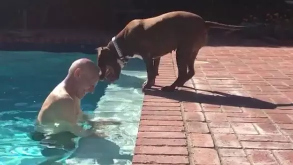 Sir Patrick Stewart Has Fostered A Pitbull Called 'Ginger' And It's Fucking Awesome