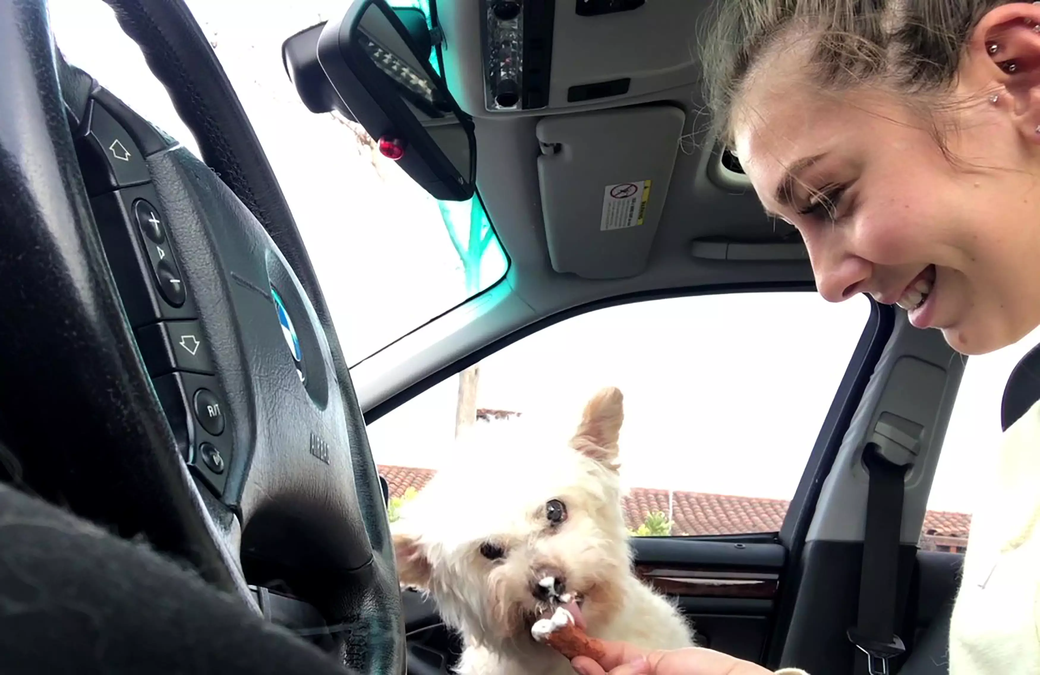 Gizmo with Kira in the car enjoying his last treats.
