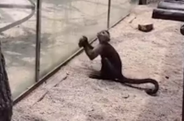 The monkey picks up the rock and begins smashing it against the glass.