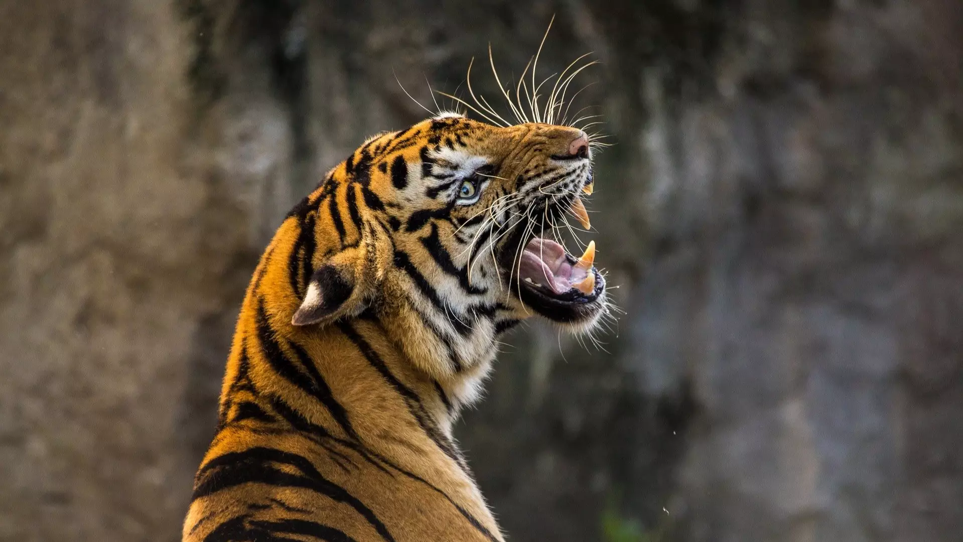 The Tiger Population In India Has Doubled Over The Last 12 Years