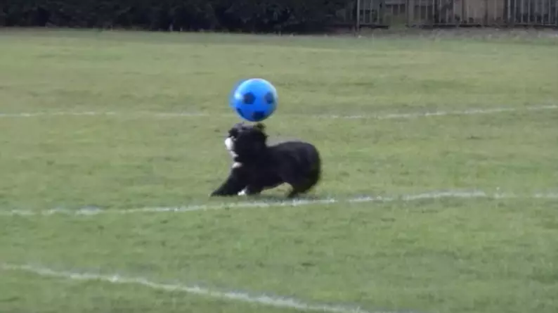 Meet 'Ronaldog': The Rescue Dog That Is Better At Football Than You 