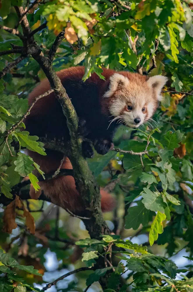 Red pandas are found in the mountainous regions of Nepal, India, Bhutan, Myanmar and southern China. (