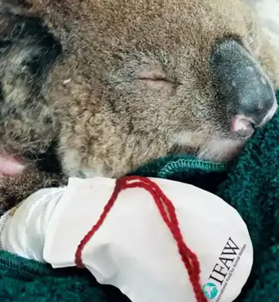 People have been donated knitted gloves for koalas who have burnt their paws (