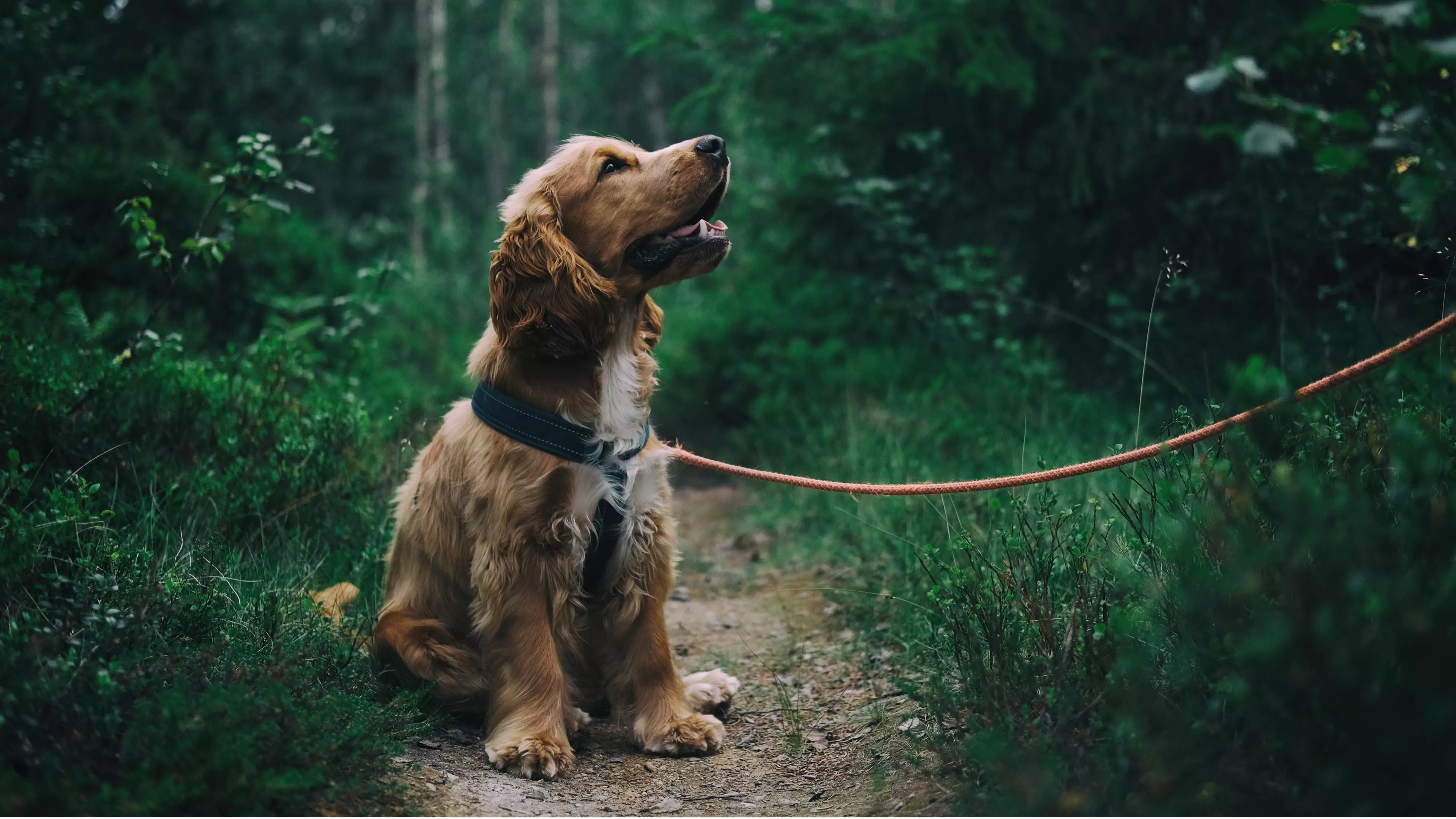 Less Than Half Of Dogs Get Walked Daily, Study Finds