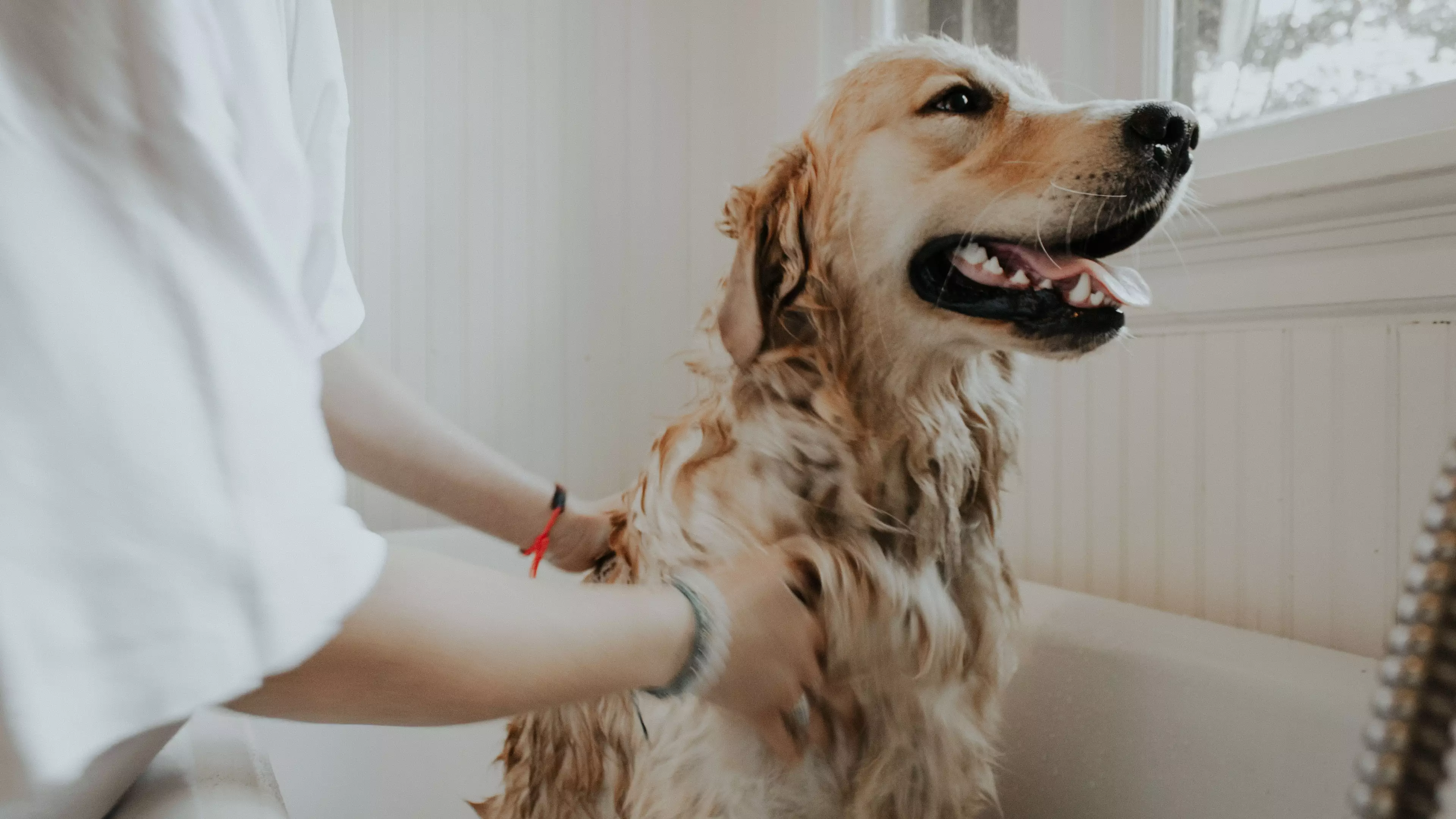 This £36 Product Will Make Dog-Grooming A Dream