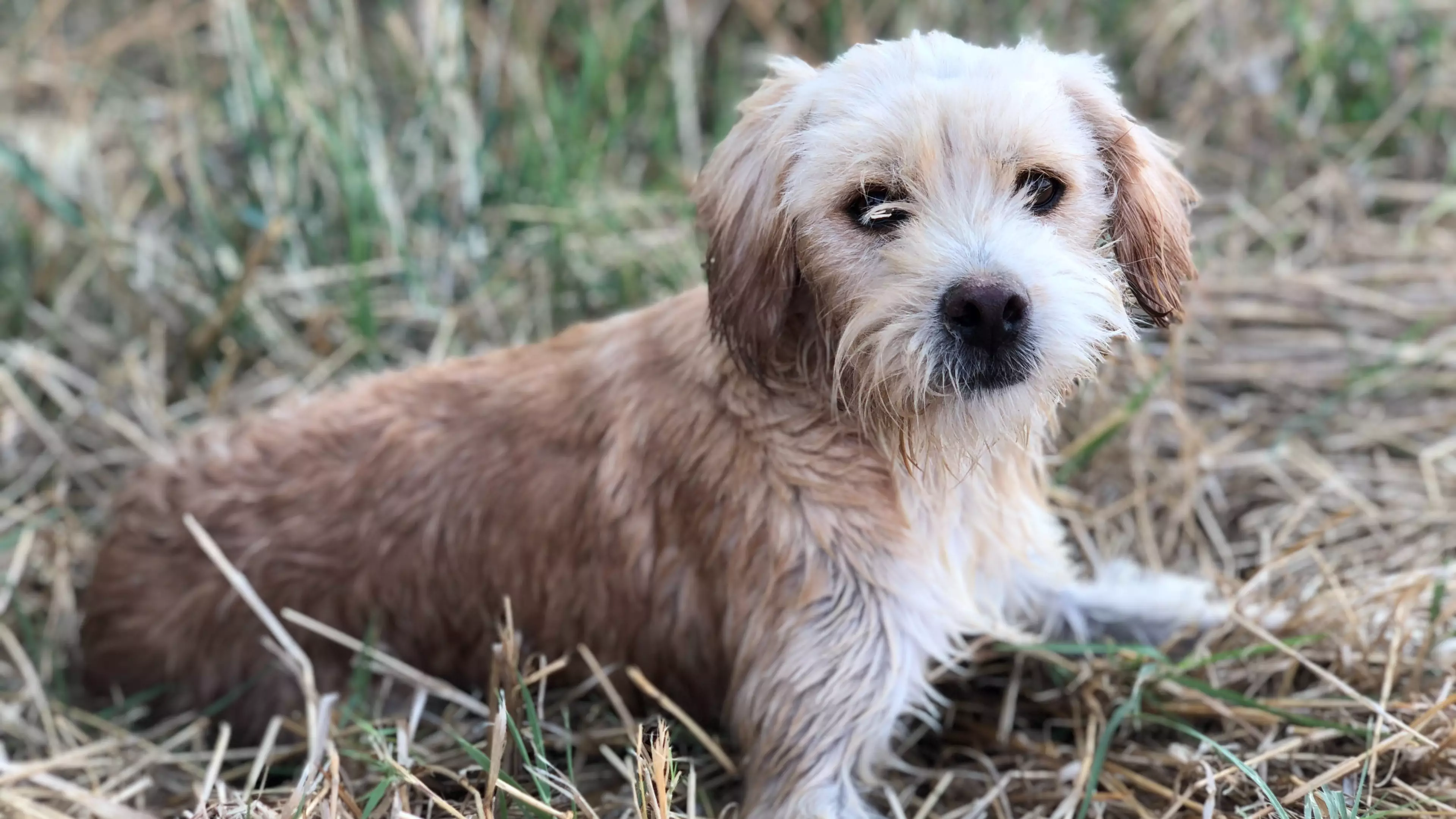 This Charity Is Searching For The World's Cutest Dog