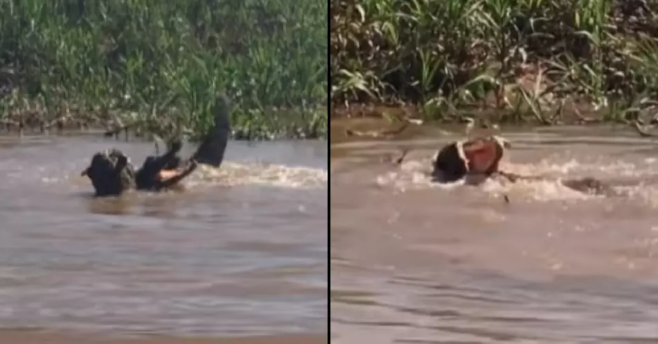 Amazing Footage Shows Jaguar And Caiman Fighting It Out To The Death