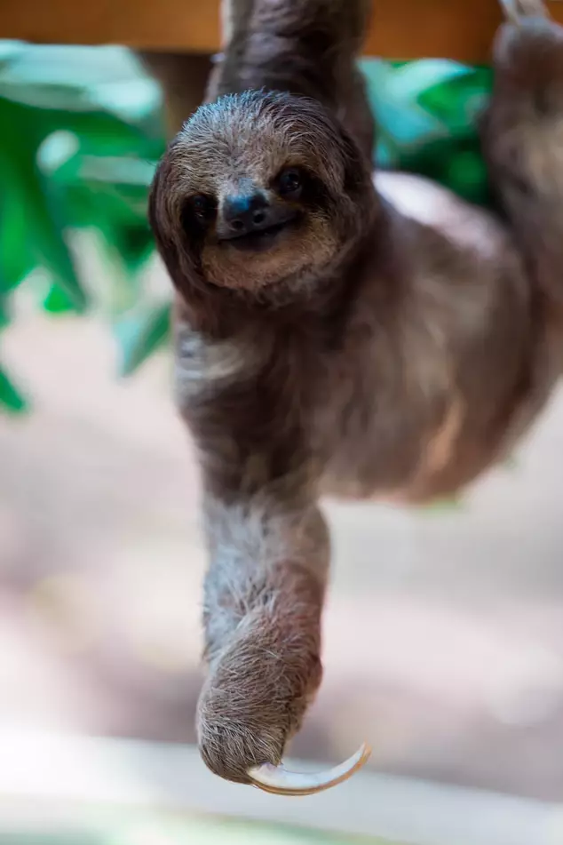 Sammy the Sloth is ideal for lovers of the slow-moving mammals (