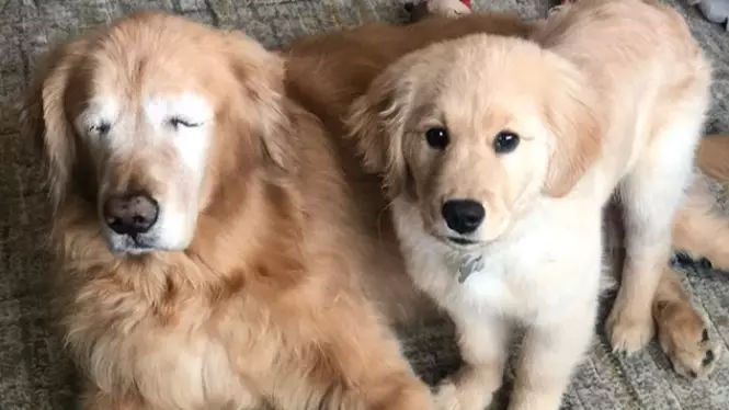 Gorgeous Blind Golden Retriever Has His Own Guide Dog And Best Friend