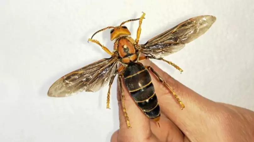 The World's Largest Killer Wasp Has Been Found In China