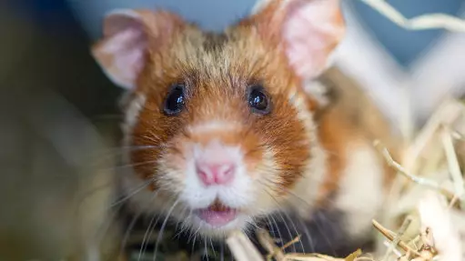 Why Did This Hamster Remain Motionless In His Cage For Three Days?