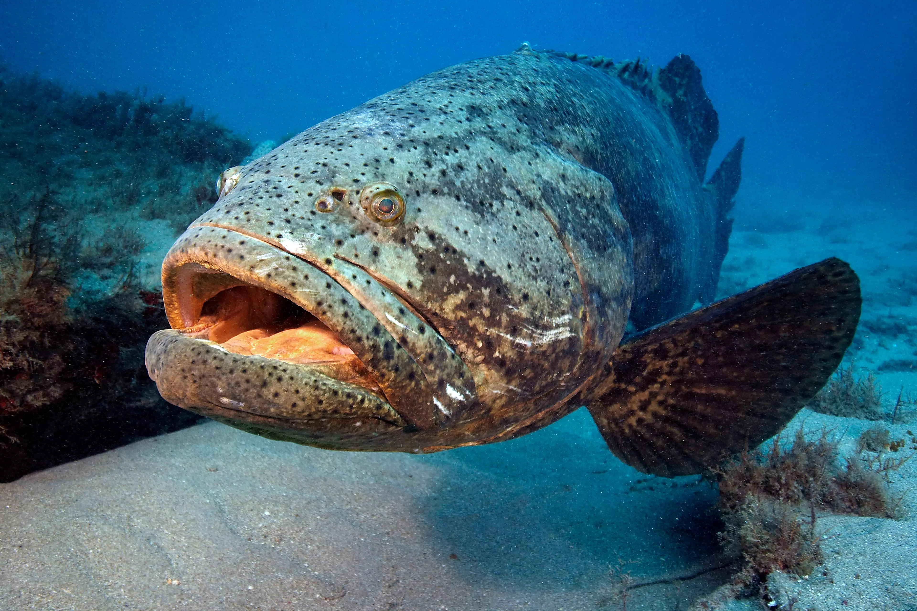An Atlantic goliath grouper (Epinephelus itajara).