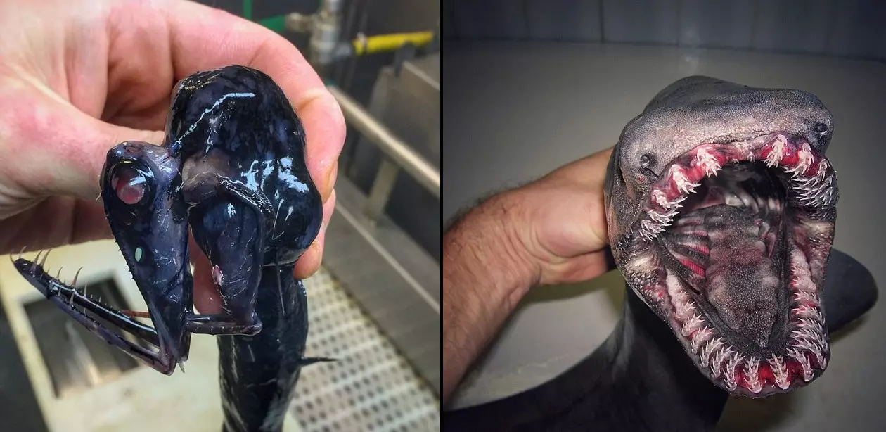 Russian Fisherman Reveals Creatures Of The Deep And Fuck What Is That