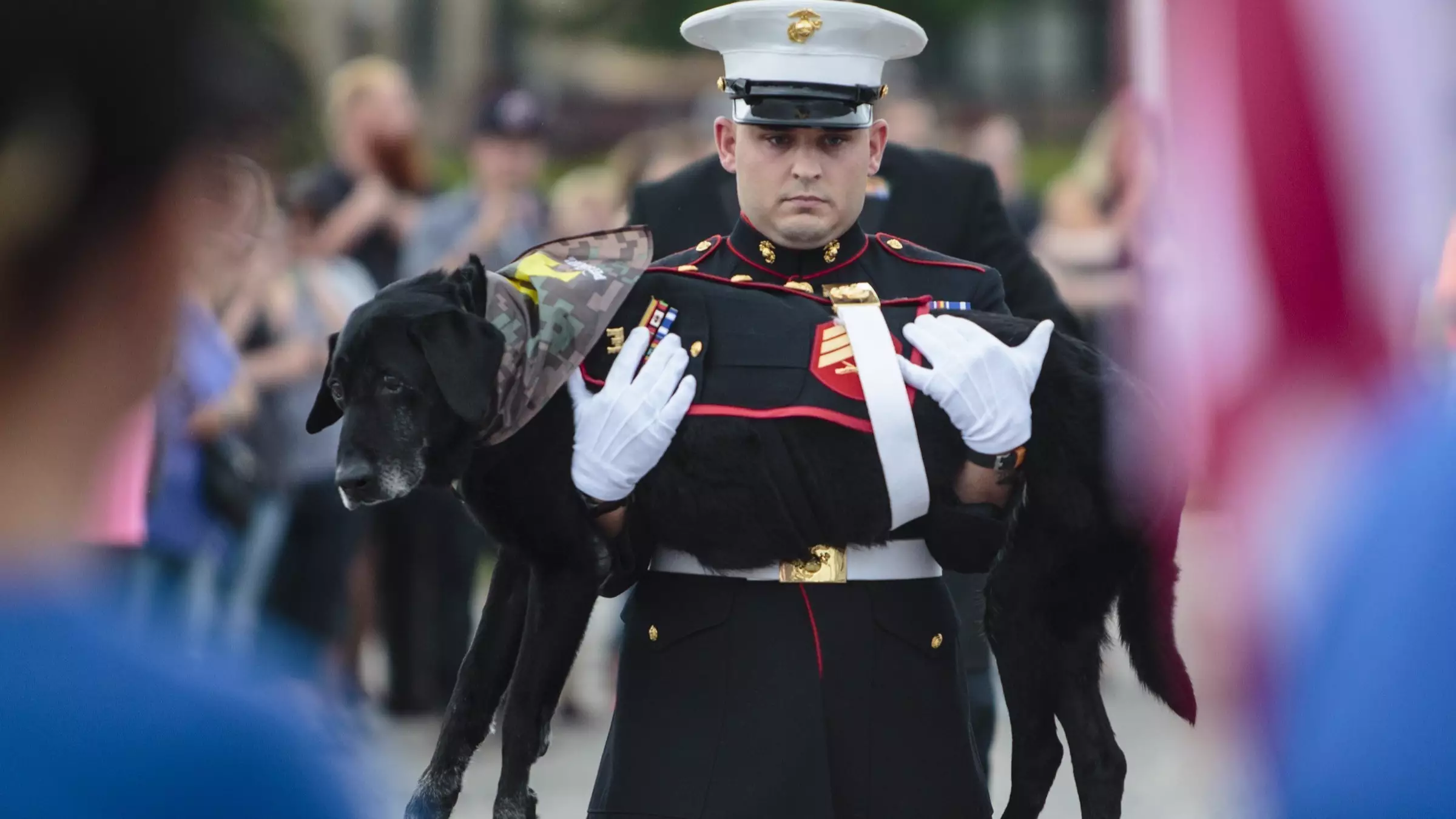 Ex-Service Dog Gets Military Farewell Before He's Put To Sleep 