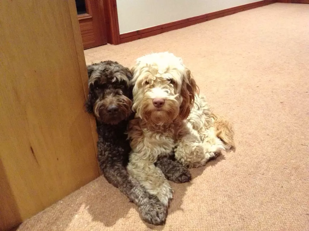 (L-R) Kizzy and Bailey.