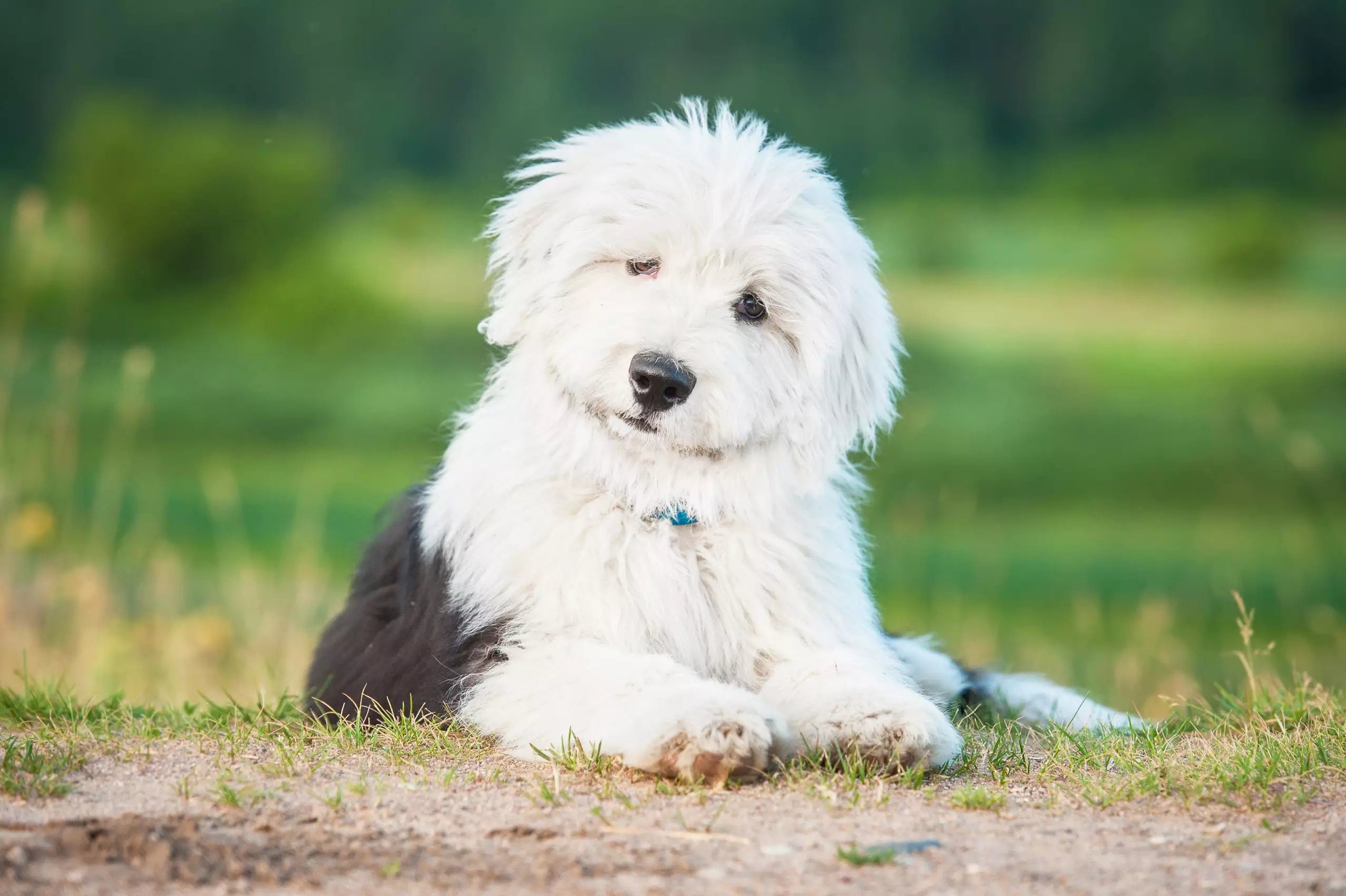 There were just 227 puppy registrations in the year of 2020 (