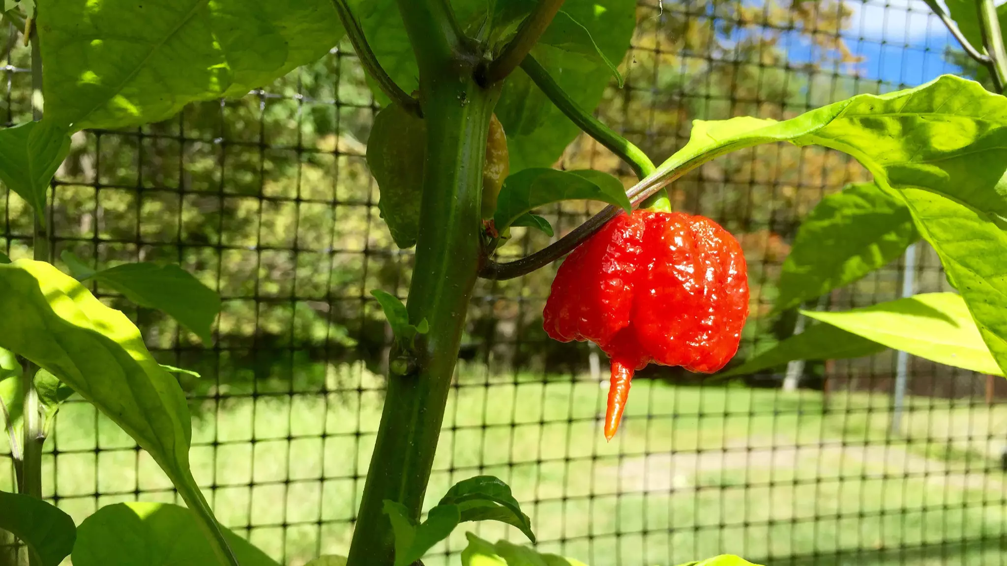 American Man Hospitalised After Eating The World's Hottest Chilli Pepper