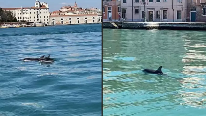 Dolphins Spotted Swimming Up Venice Canal In 'Exceptionally Rare' Sighting
