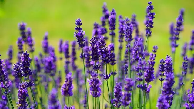 Everyone Is Going To This Insta Worthy Lavender Farm