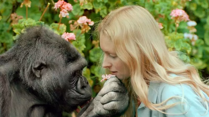 Koko The Famous Sign Language Gorilla Dead At 46