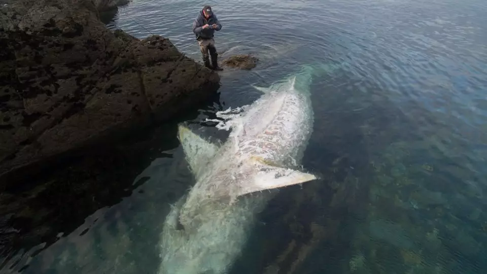 You're Going To Need A Bigger Boat In Cornwall After Huge Shark Washes Up