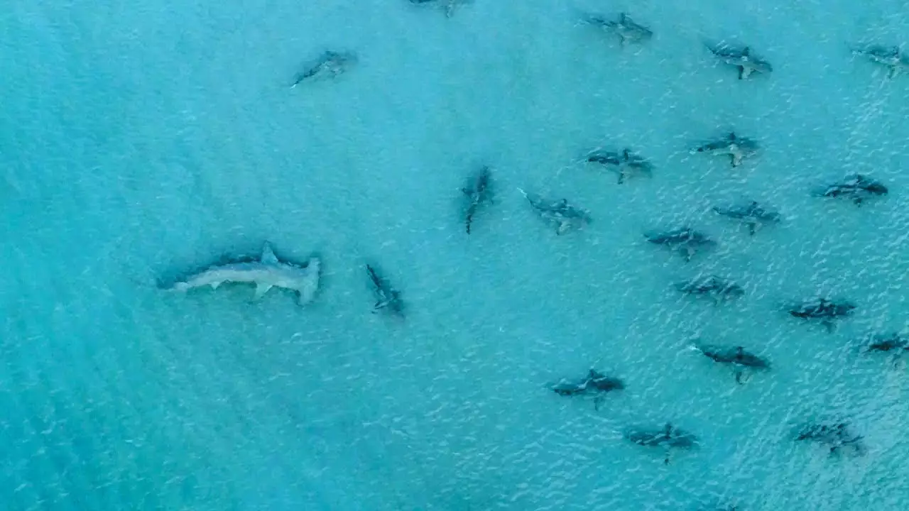 Drone Footage Shows Hammerheads Hunting Six-Foot Blacktip Sharks In Florida