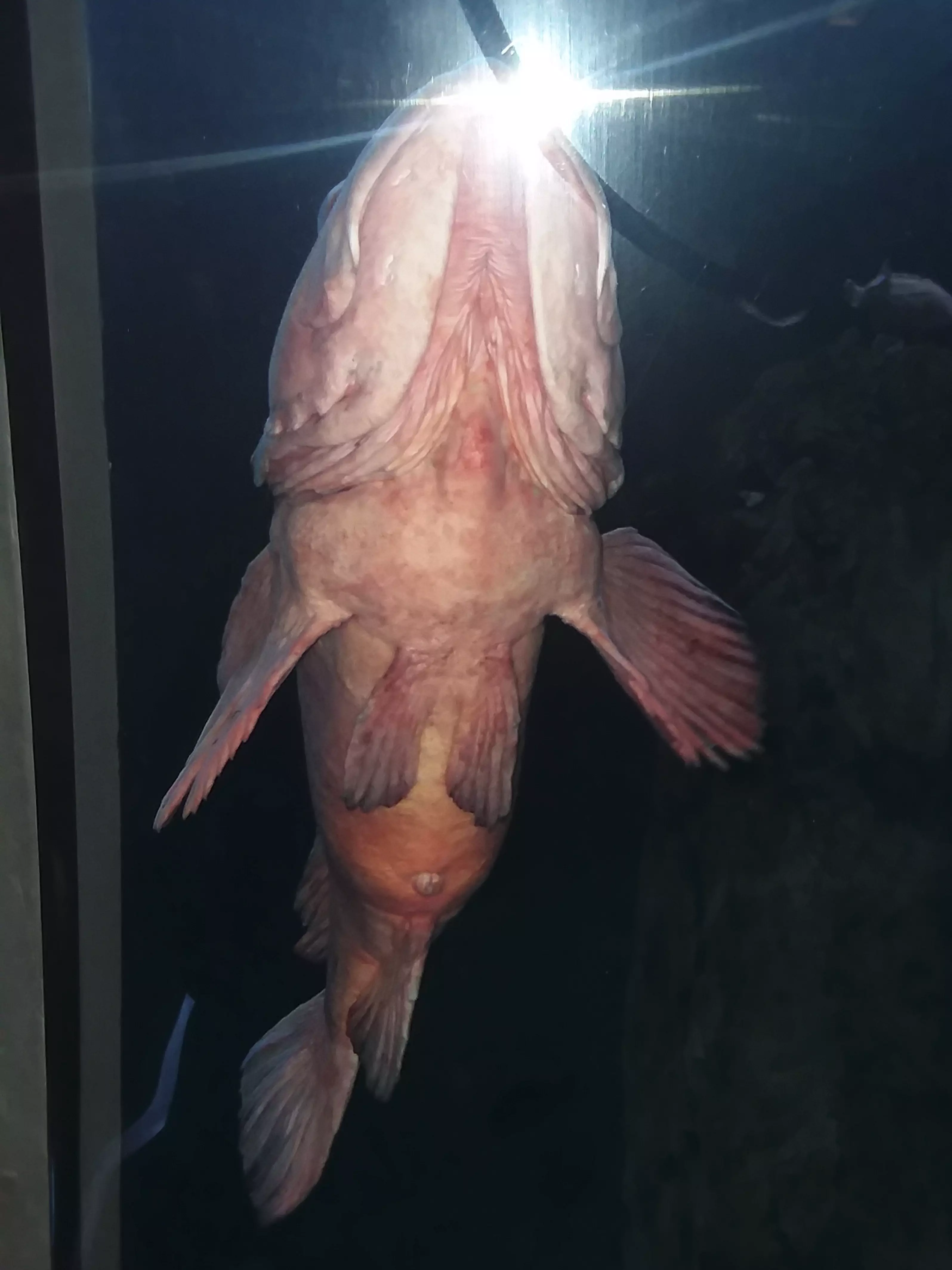 Behold the beautiful rockfish.