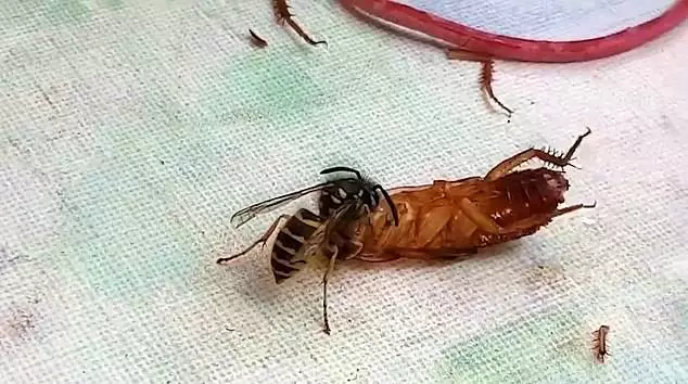 The wasp chewed off the cockroach's legs.