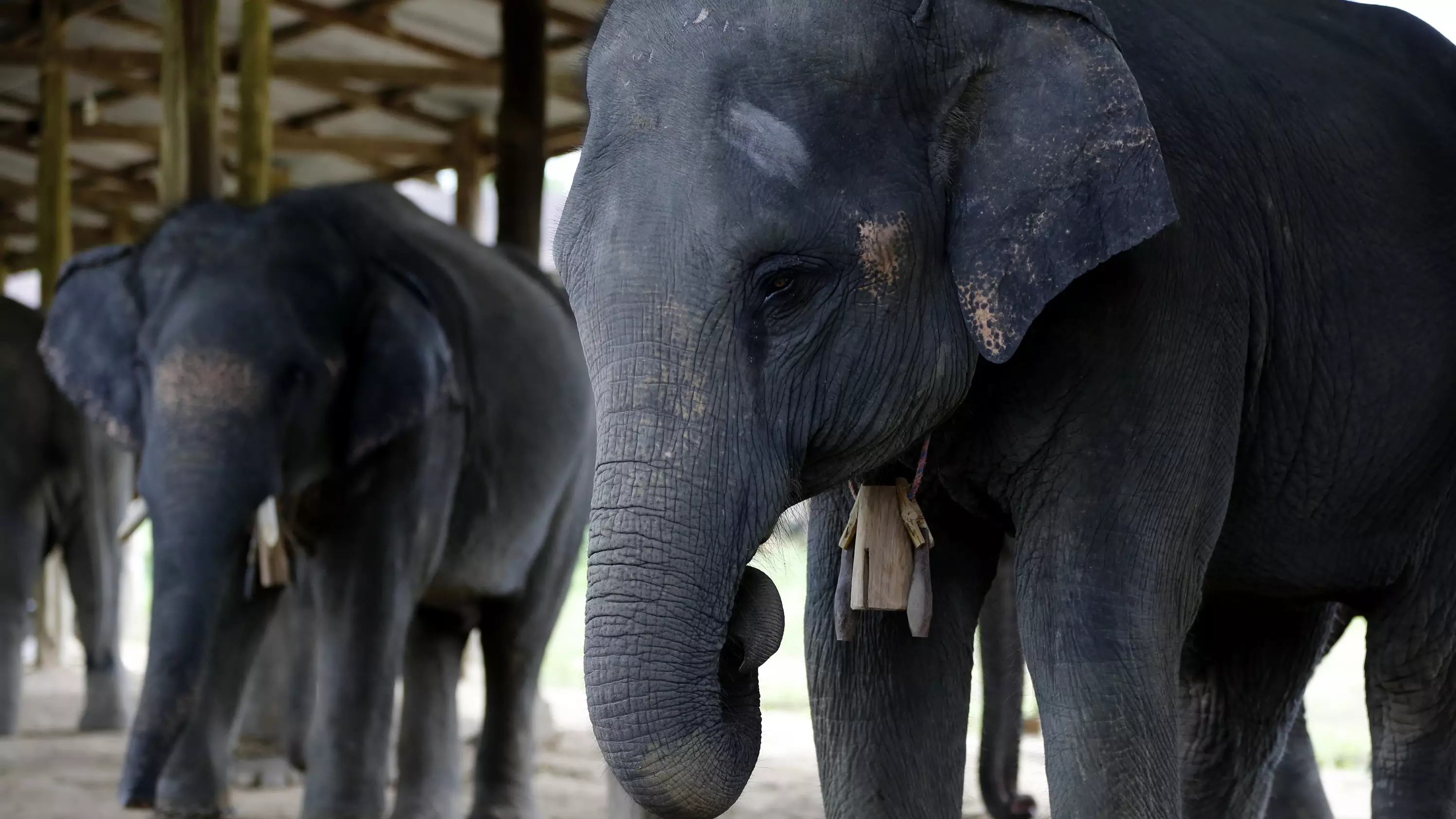 African Elephants Are Evolving To Not Grow Tusks Because Of Poachers