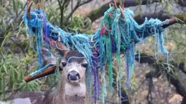 Deer With Hammock Stuck On Antlers Rescued After Six Months