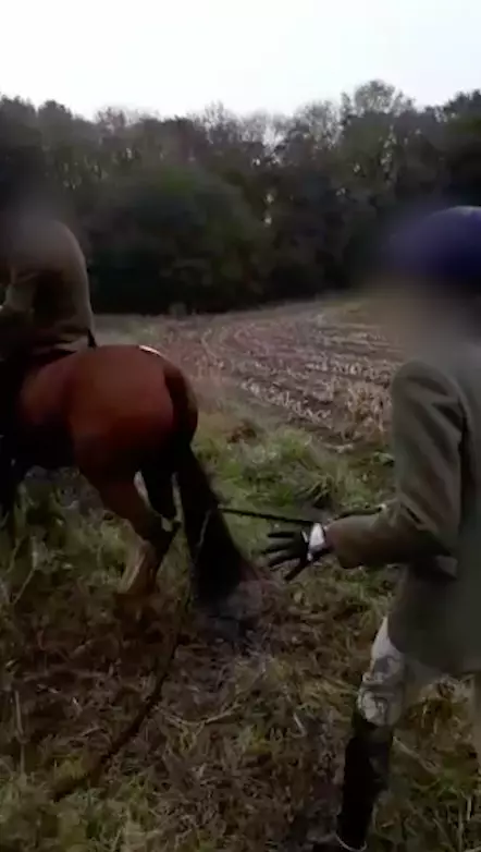 Footage shows hunt members rigorously whipping the horse (