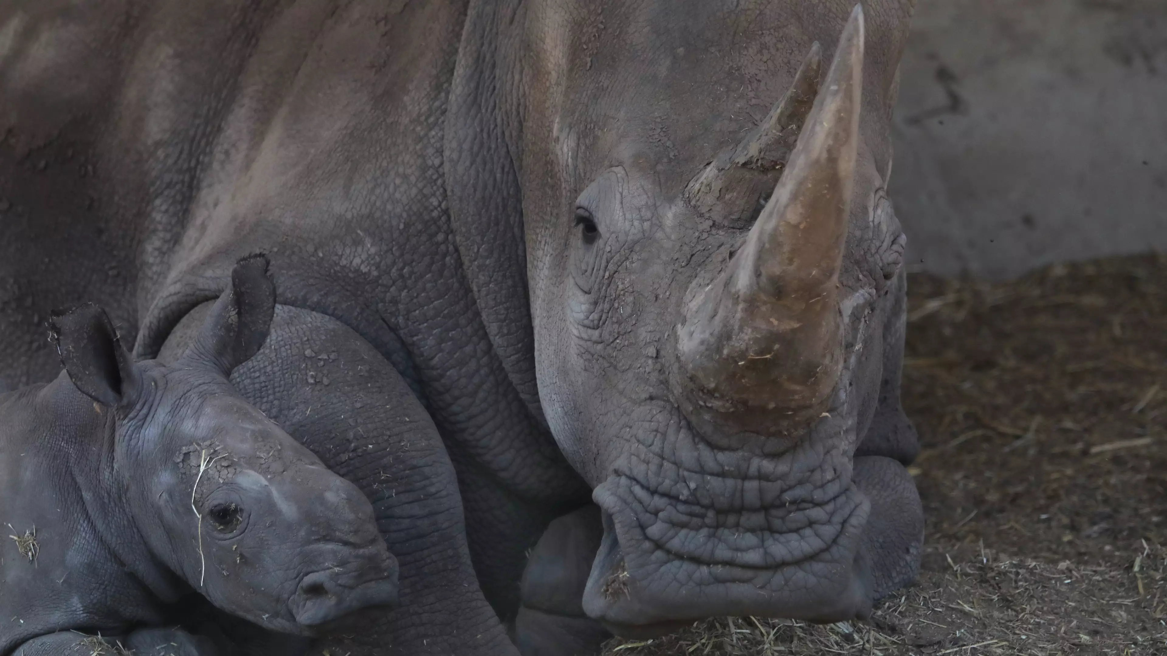 Endangered White Rhinos Will Be Shipped To Australia In Case They Become Extinct In Africa