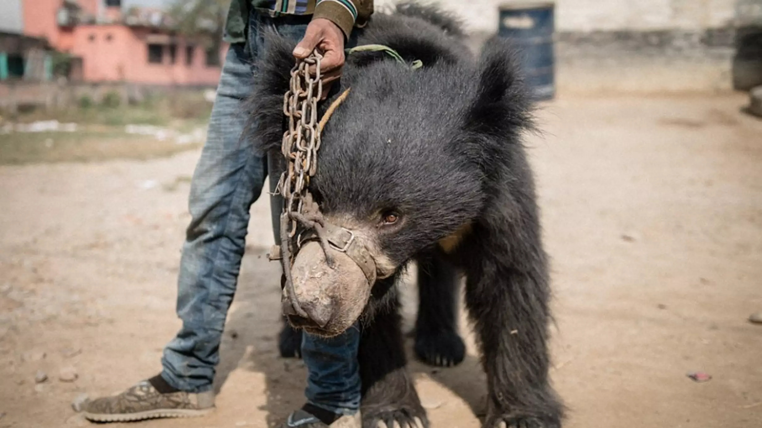 Nepal's Last Two Dancing Bears Freed In Overnight Raid