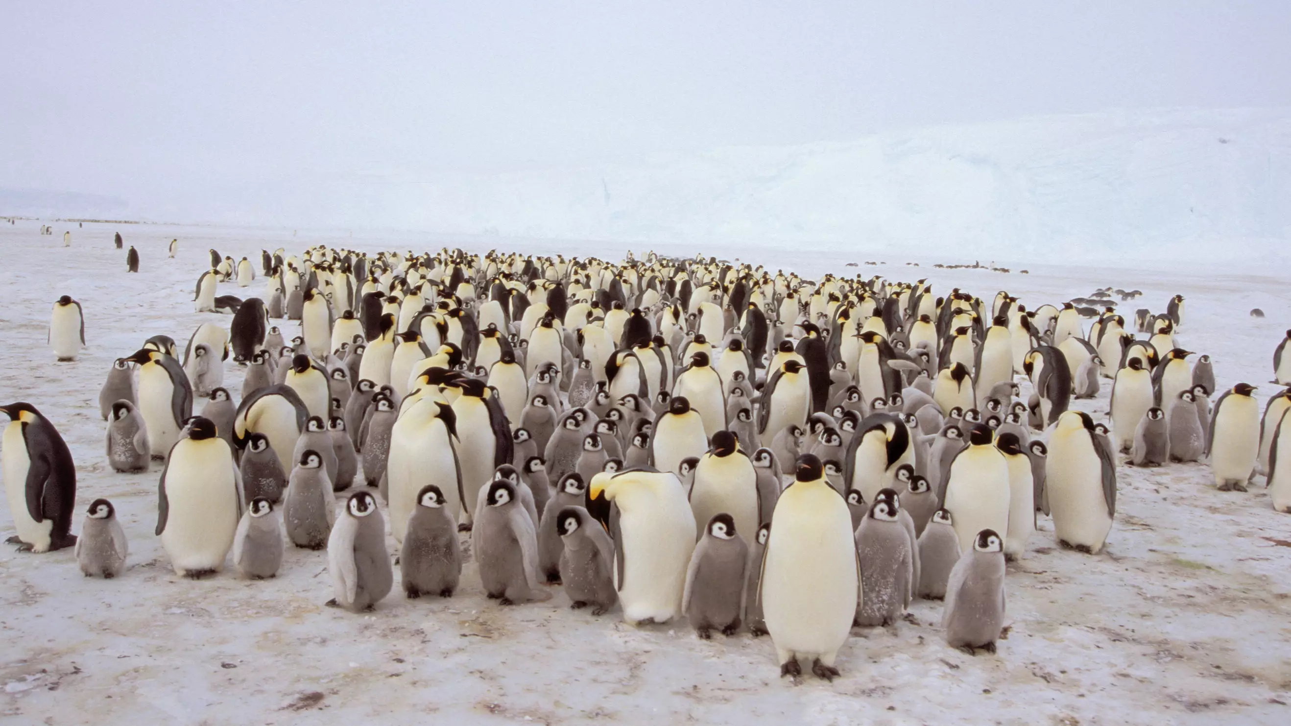 Second Largest Emperor Penguin Colony In Antarctica Has Been Wiped Out