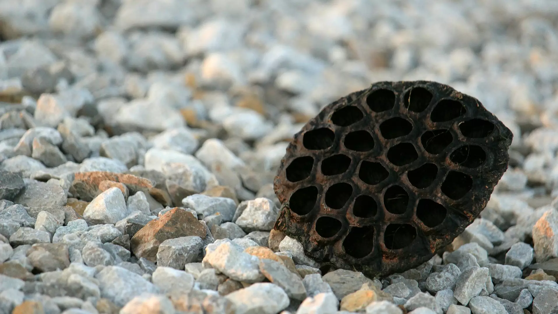 Researchers Explain Why Trypophobia Images Gives People The Creeps 