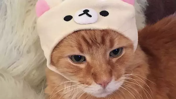 Urban Outfitters Is Selling Caps For Your Cat And It's Cuteness Overload