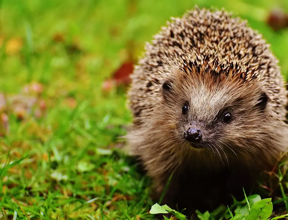 The British Hedgehog Perseveration has urged the public to watch out for hedgehogs on Bonfire Night. (