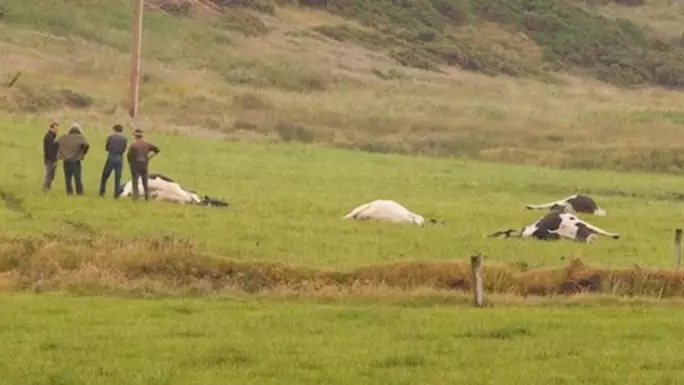 Lightning Strike Kills Nine Cows In Irish Field 