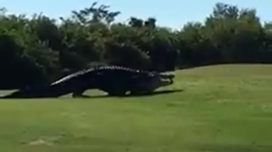 Chubbs The 16-Foot Alligator Spotted On Golf Course In New Video