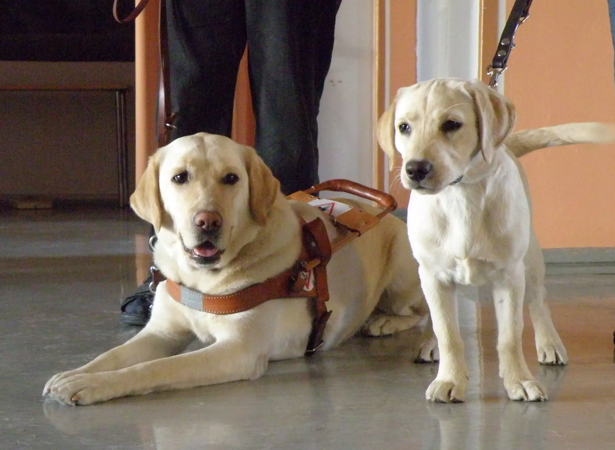 Many guide dogs in training go on to become therapy animals, working in schools or police stations (