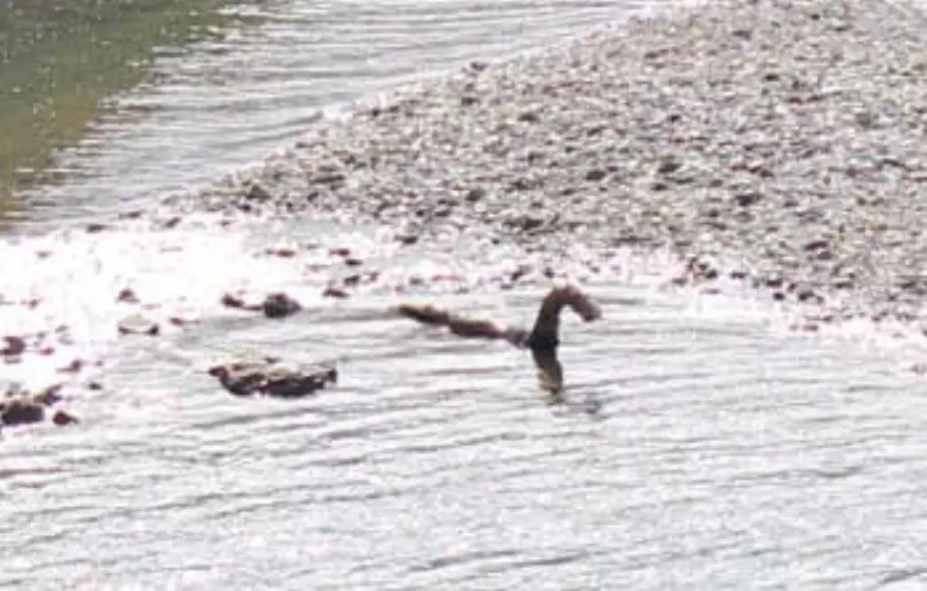 Here's a close up of the 'Loch Ness Monster'.