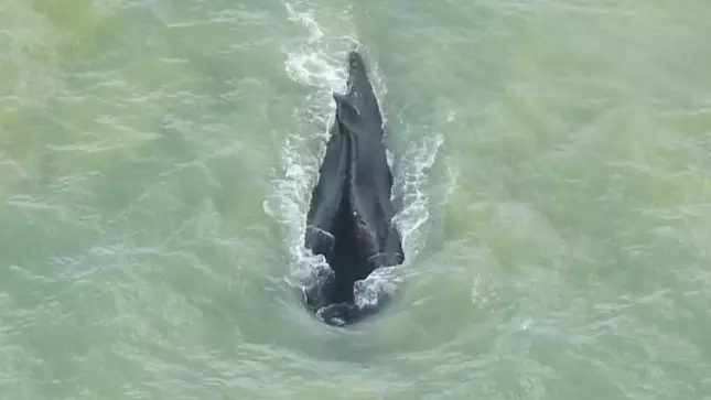 Humpback Whale Makes It To Open Water After Getting Stuck In Crocodile Infested River