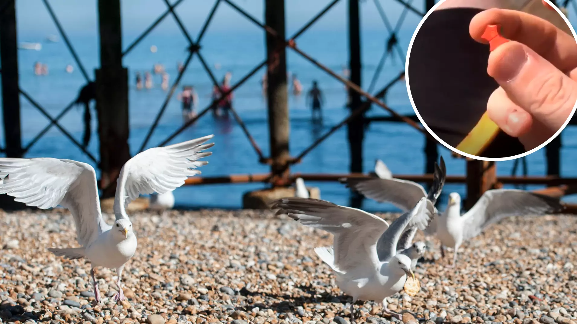 Man Appears To Spike Seagull With Ecstasy Tablet