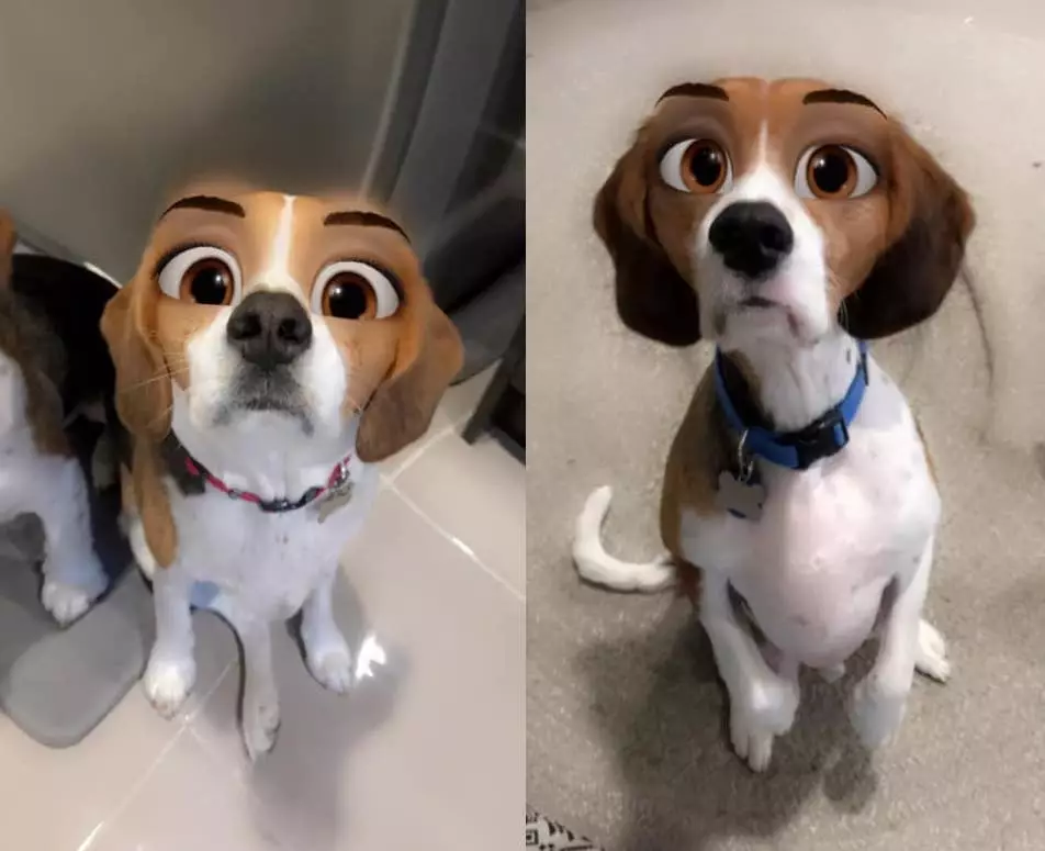 The new filter 'Disneyfies' your pet (