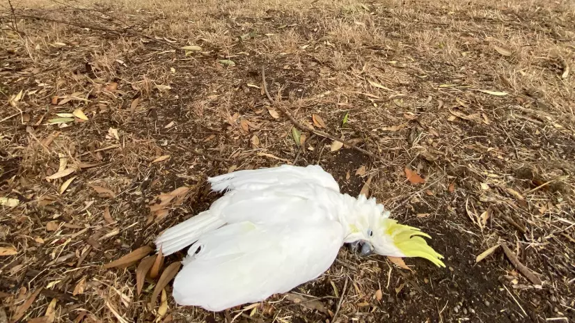 It's So Hot In Australia That Animals Are Literally Dropping Dead From Exhaustion